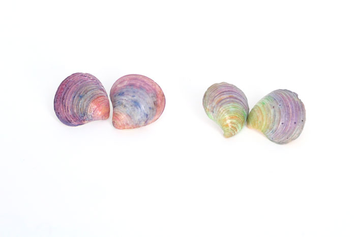 DIY Seashell Earrings