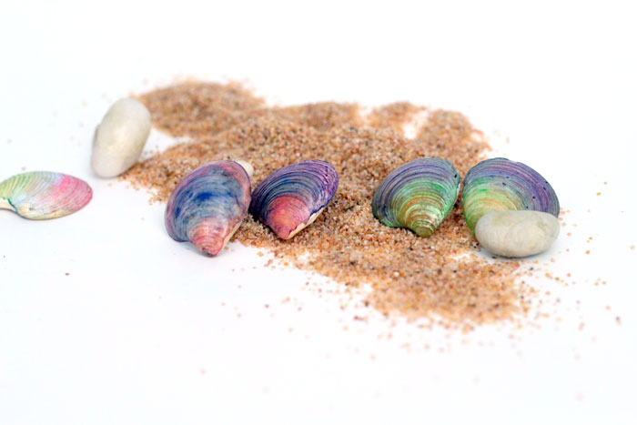 DIY Seashell Earrings