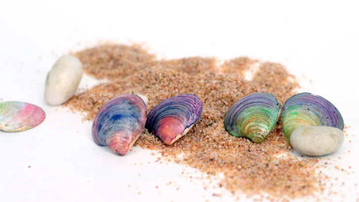 DIY Seashell Earrings