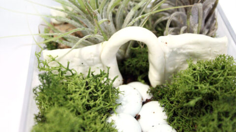 How to make an easy indoor fairy garden terrarium