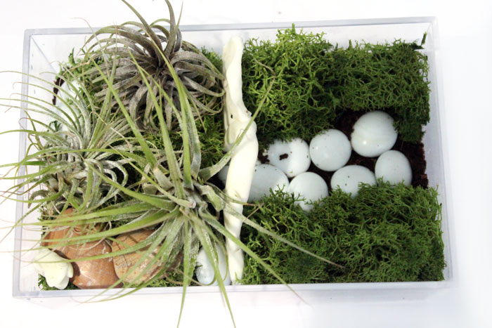 Hand Crafted, Accents, Air Plants For Terrarium Mix Match For A Set Of 3  Easy Care Fairy Gardens