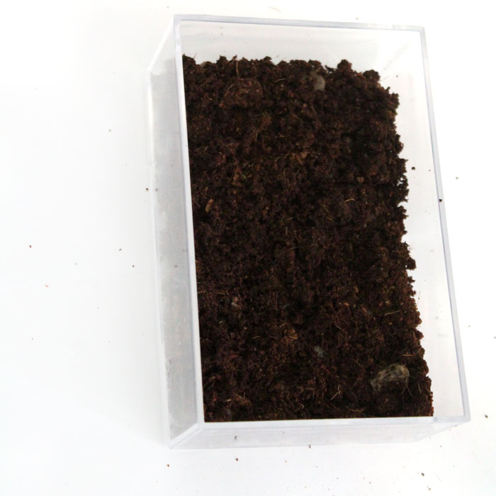 Make a beautiful and simple easy indoor fairy garden terrarium! You'll want to shrink and step right inside this perfect craft for teens, for autumn, winter, and cold weather.