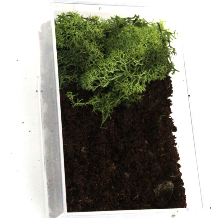 Make a beautiful and simple easy indoor fairy garden terrarium! You'll want to shrink and step right inside this perfect craft for teens, for autumn, winter, and cold weather.