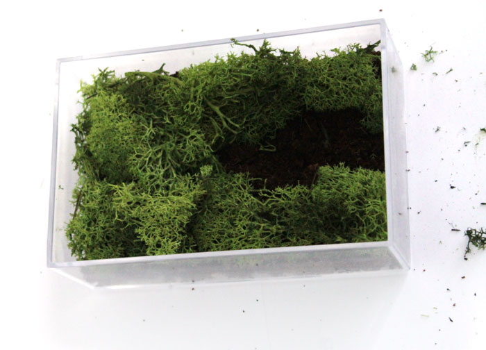 Make a beautiful and simple easy indoor fairy garden terrarium! You'll want to shrink and step right inside this perfect craft for teens, for autumn, winter, and cold weather.