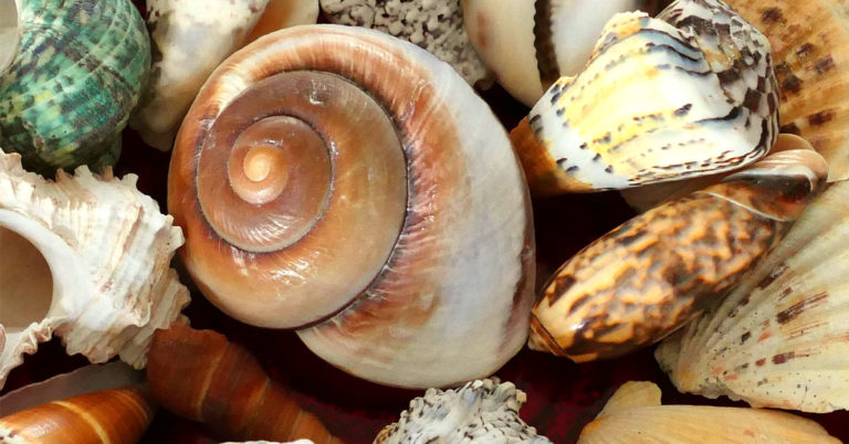18 of the best Seashell Crafts