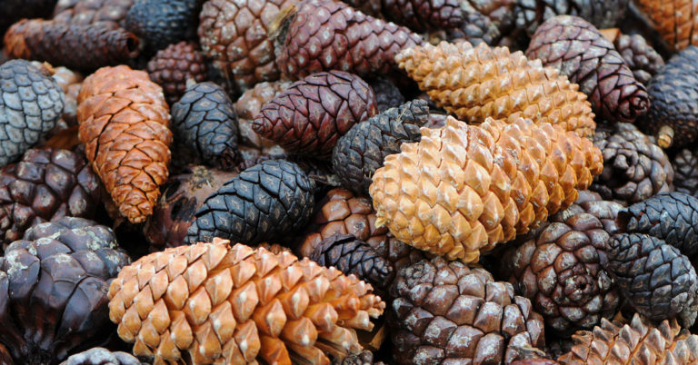 16 Perfect Pinecone Crafts