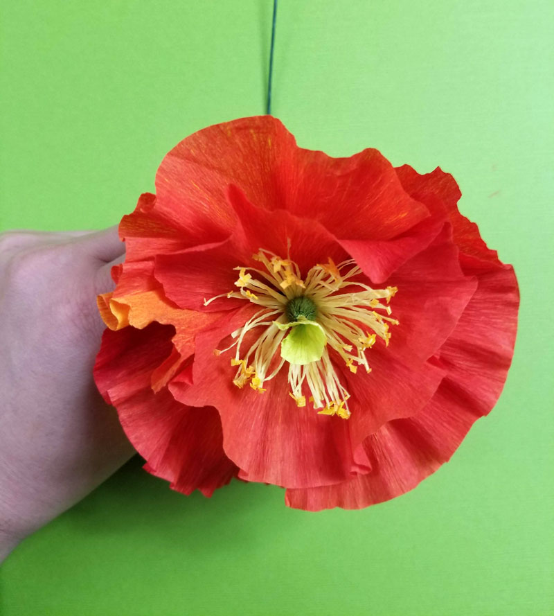 Crepe paper icelandic poppy