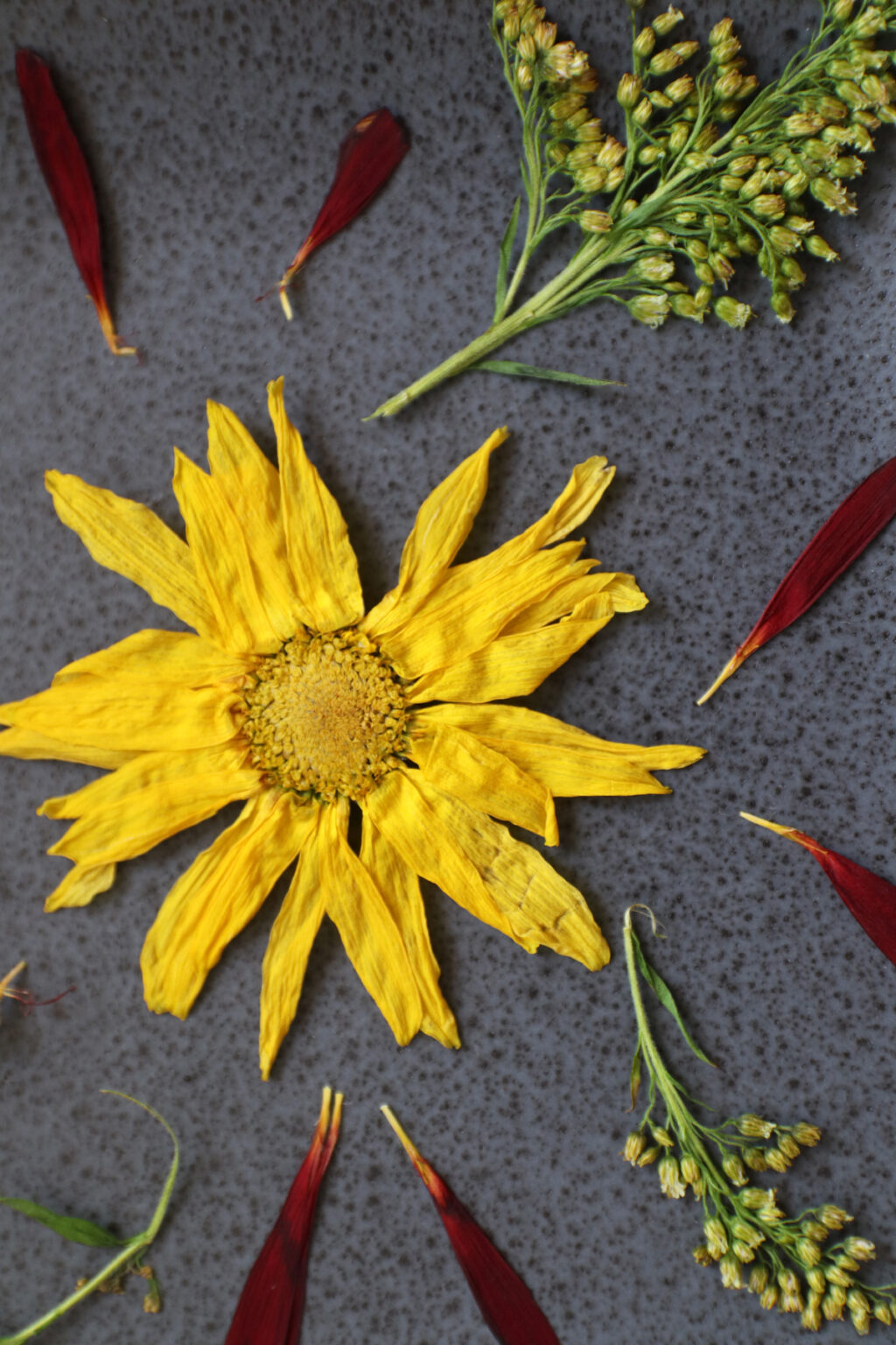 How to Dry Flowers Quickly (in the Microwave) * Moms and Crafters