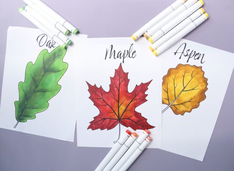 12 Printable Leaf Coloring Pages – Maple, Oak, Palm, and more!